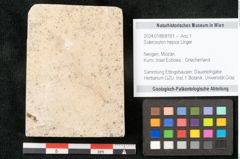 Foto (Objekt + Etikett) von Sideroxylon hepios Unger (NHMW-GEO-2024-0188-8161)